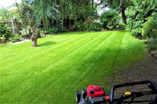 Mowed lawn